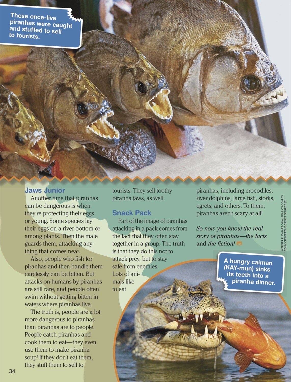 Magazine spread about piranha egg guarding stuffed tourist souvenirs and caiman eating piranha