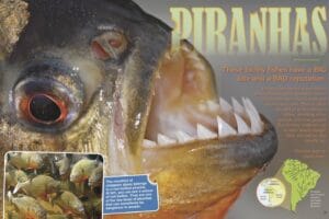 Magazine spread Piranhas with extreme closeup of piranha sharp teeth and red-bellied school photo