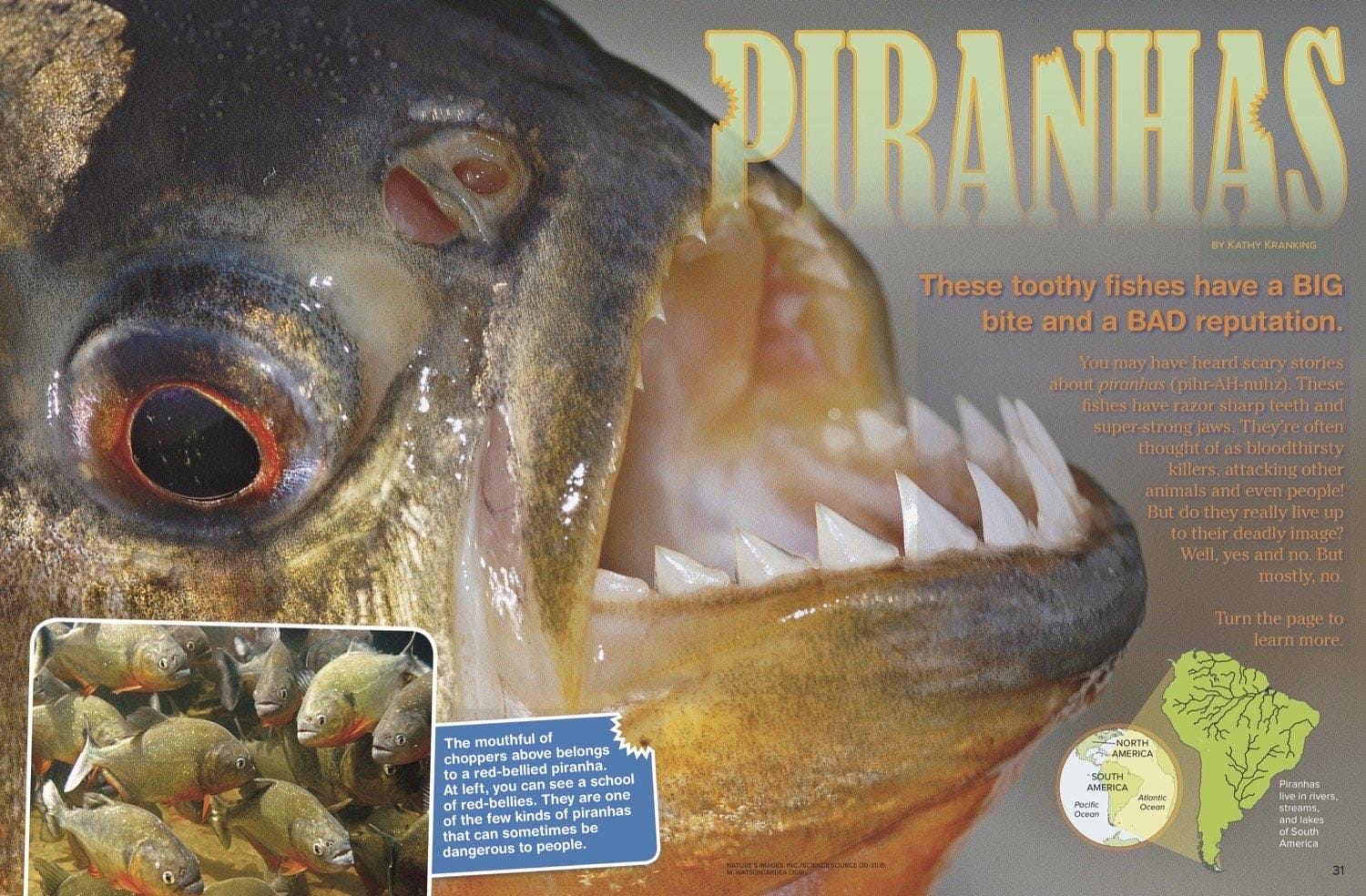 Magazine spread Piranhas with extreme closeup of piranha sharp teeth and red-bellied school photo
