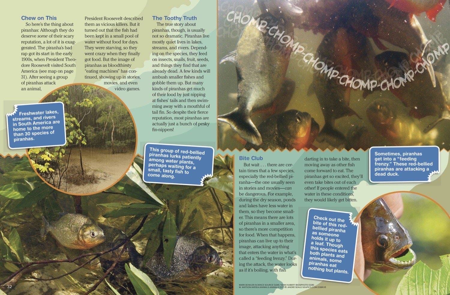 Magazine spread about piranha toothy truth showing swimming schools bite club and feeding frenzy
