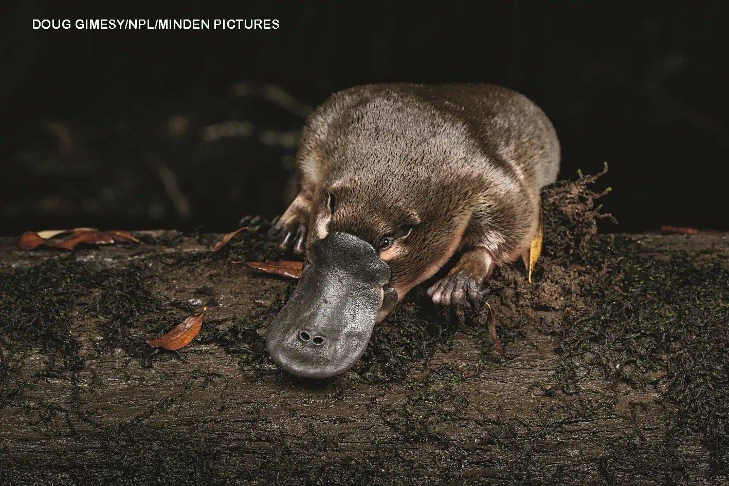 Platypus crawling on a mossy log at night showing its wide duck-like bill and brown fur