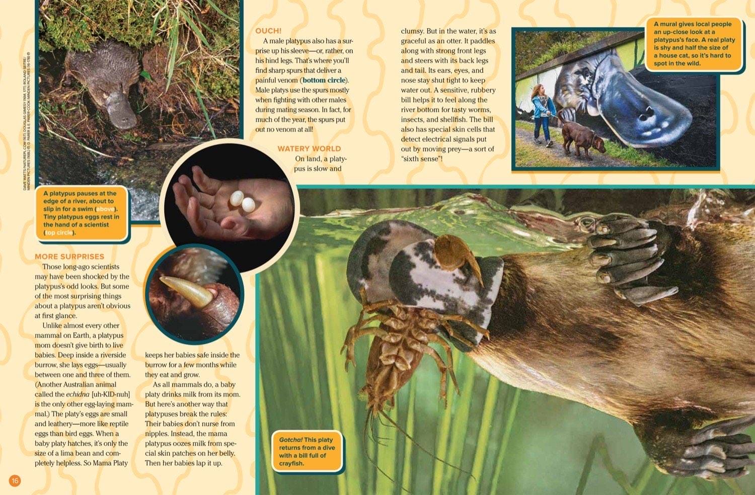 Magazine spread showing platypus eggs, venom spur, and underwater hunting for crayfish