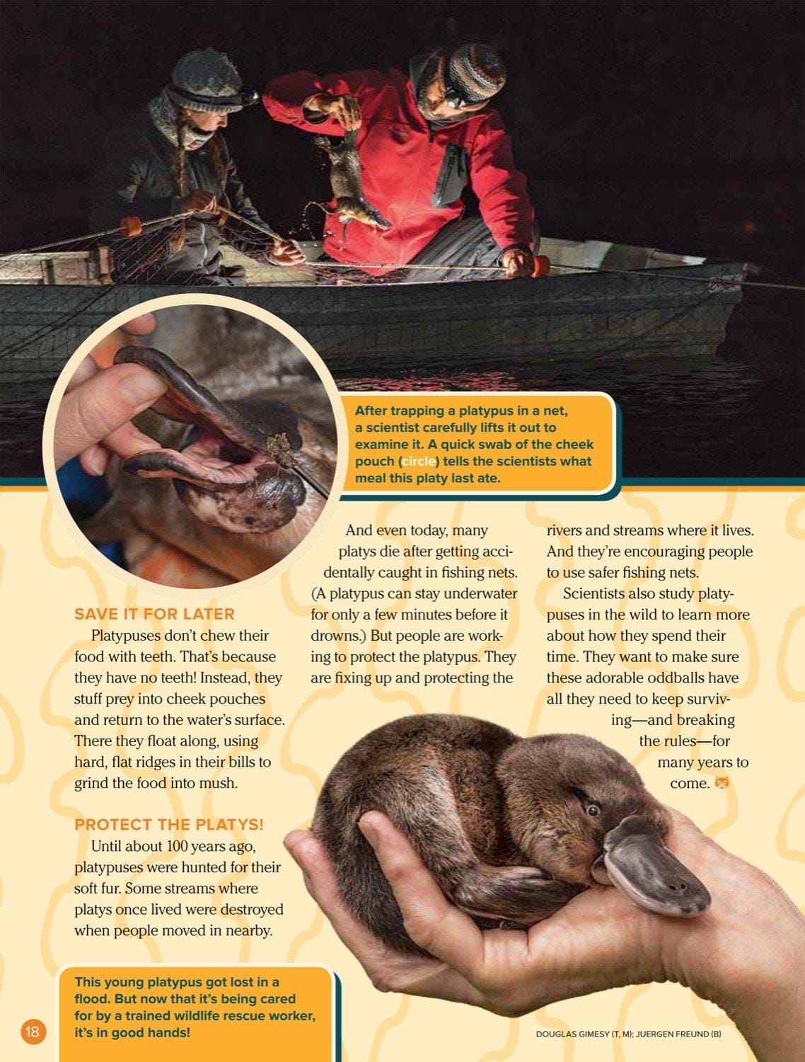 Scientists examining a platypus in a boat at night and a rescued baby platypus being held