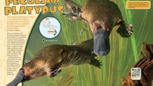 Magazine spread showing two platypuses swimming underwater through green aquatic plants