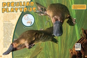 Magazine spread showing two platypuses swimming underwater through green aquatic plants