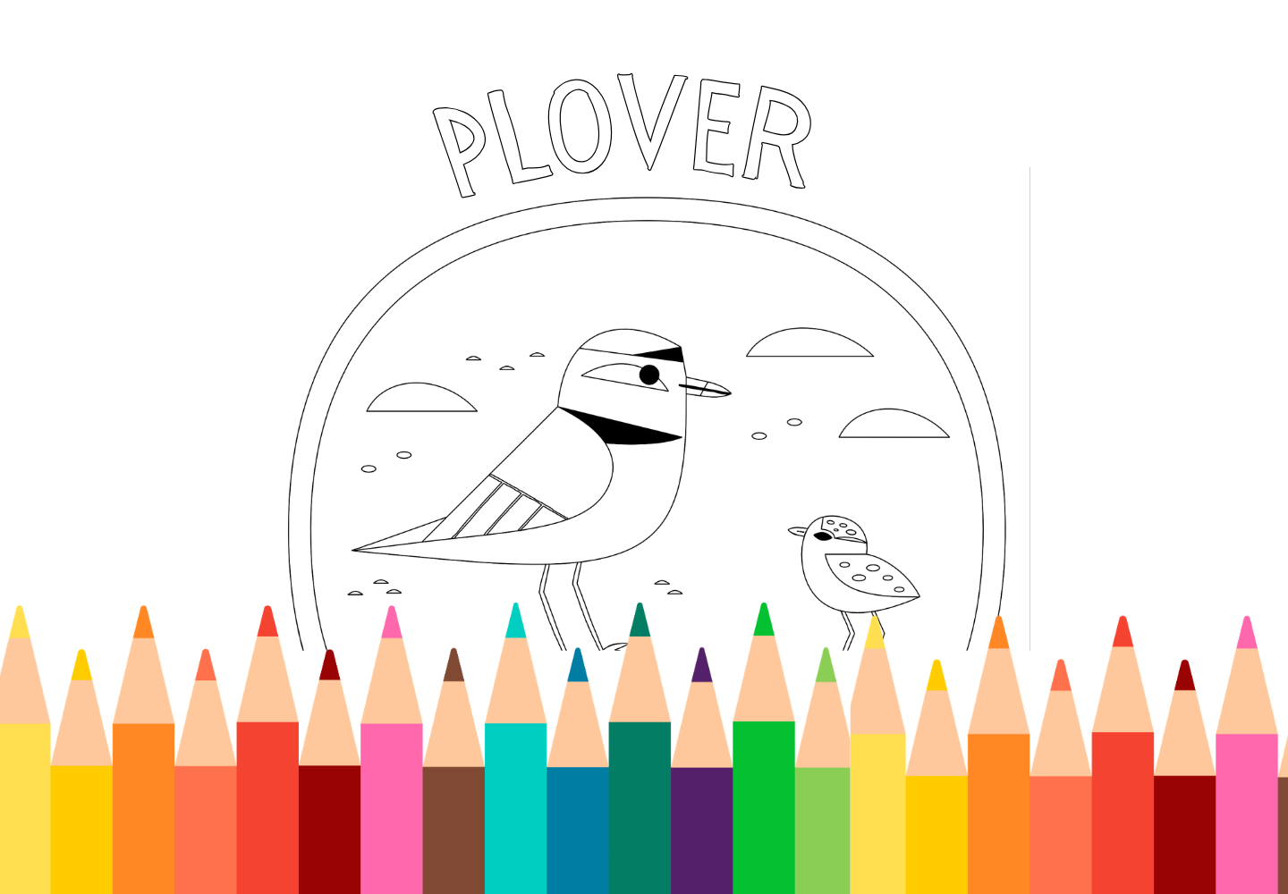 Sandpiper Coloring Page: Free Printable for Kids