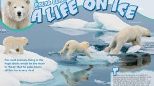 Ranger Rick magazine spread about polar bears showing mother and cubs on Arctic ice