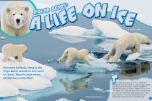 Ranger Rick magazine spread about polar bears showing mother and cubs on Arctic ice