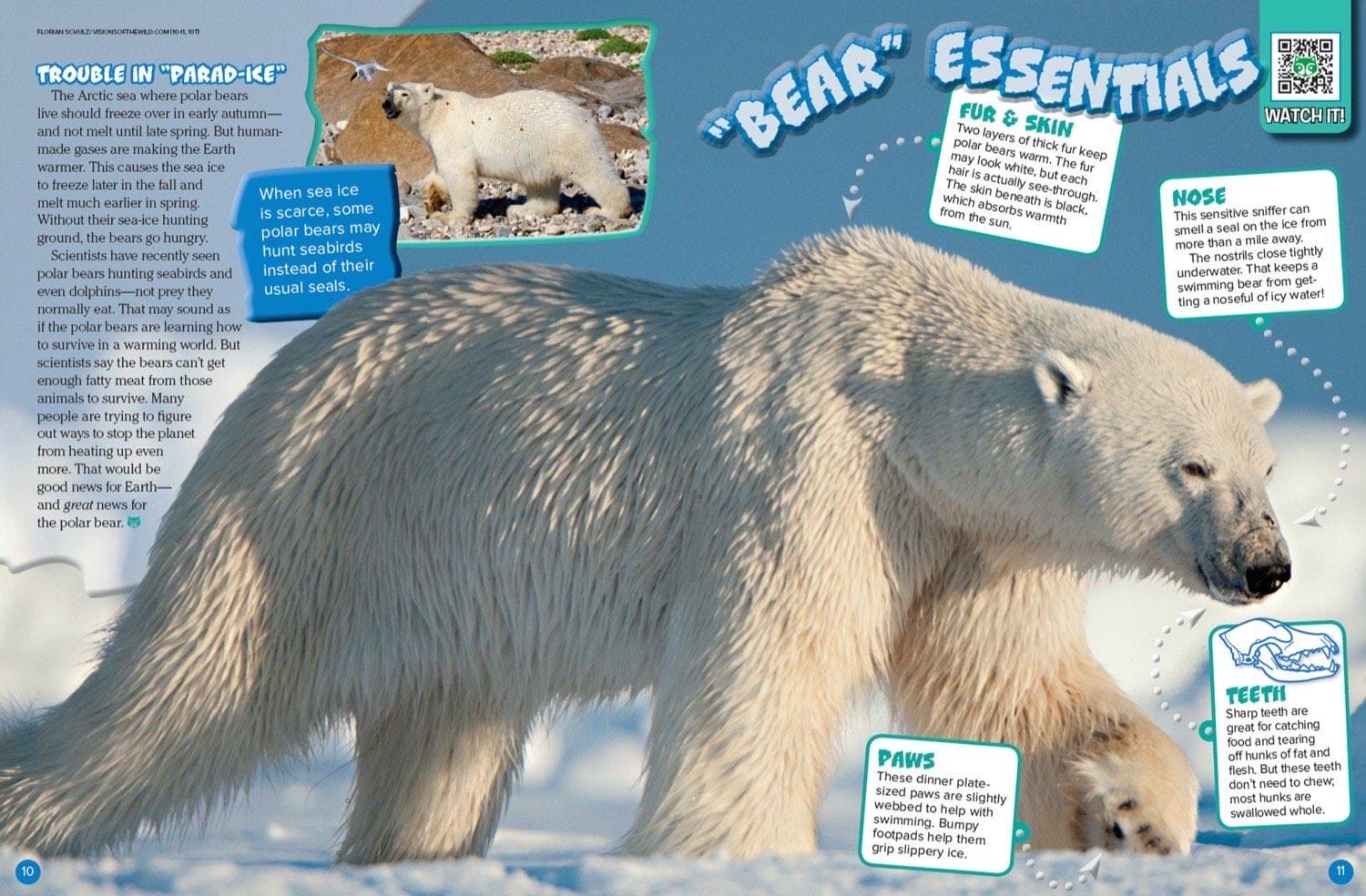 Polar bear mother walking with cub in snow with labeled anatomy features