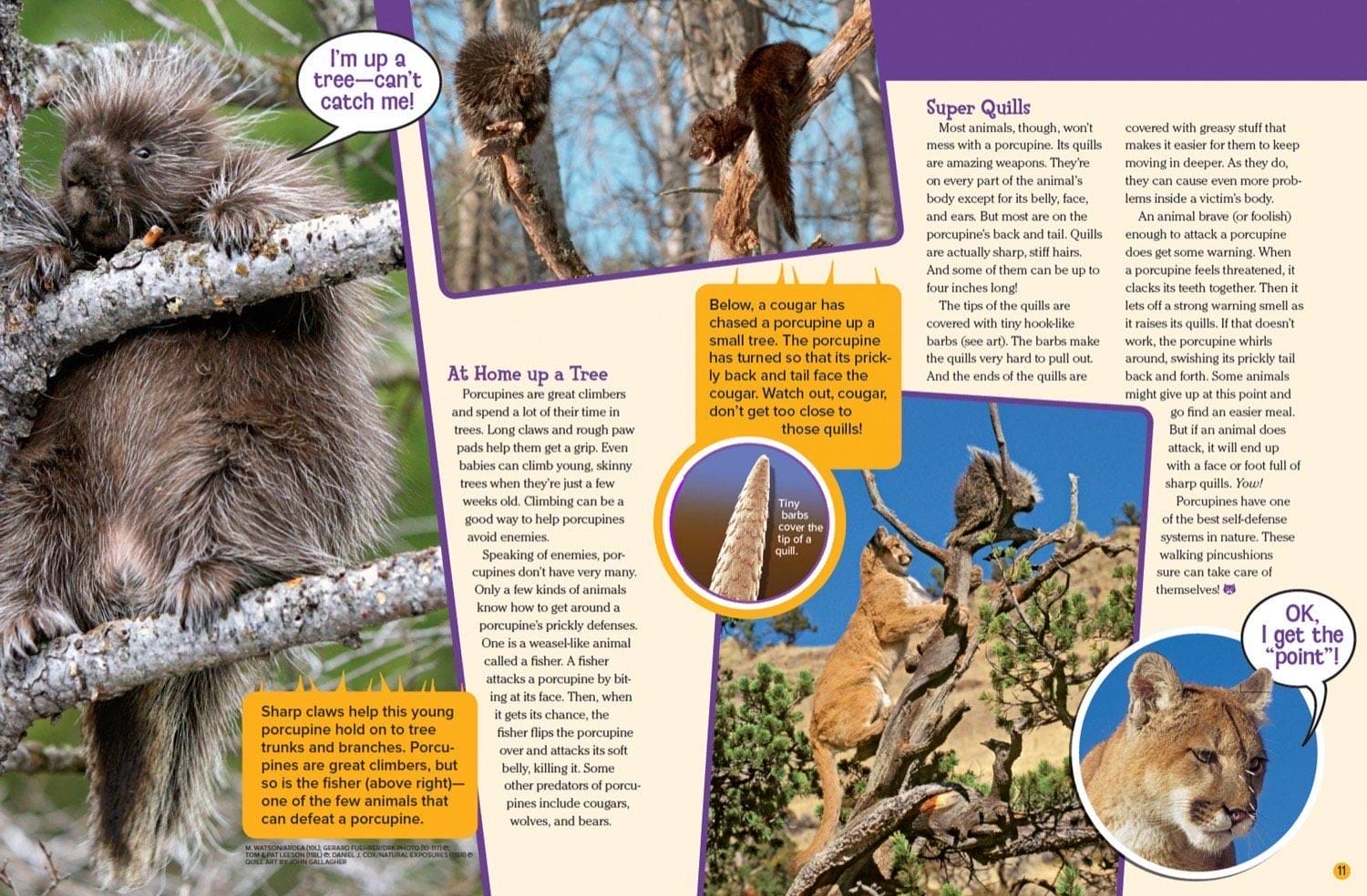 Magazine spread about porcupine tree climbing super quills and defense against cougars