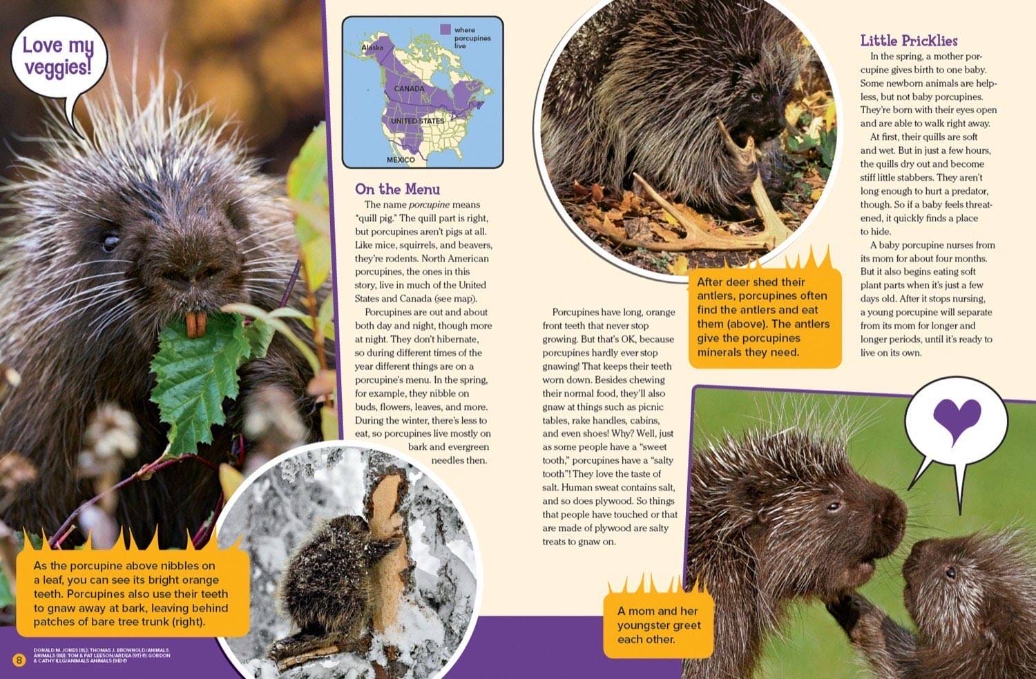 Magazine spread about porcupine diet range baby porcupettes and antler chewing behavior