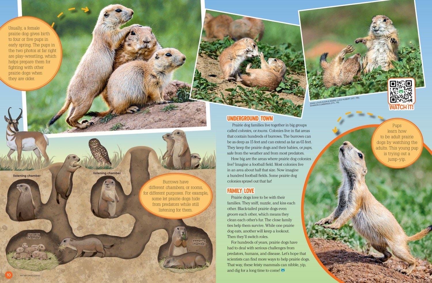 Magazine spread about prairie dog family life showing pups playing grooming and burrow chambers