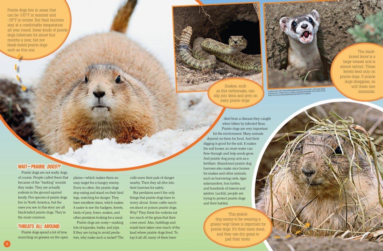 Magazine spread about prairie dog threats showing black-footed ferret rattlesnake and burrows