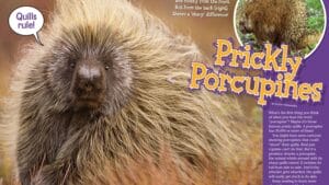 Ranger Rick magazine opening spread Prickly Porcupines with fluffy porcupine face and quills