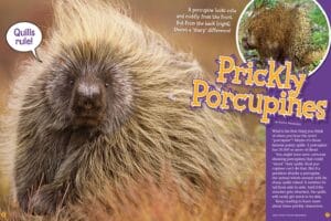 Ranger Rick magazine opening spread Prickly Porcupines with fluffy porcupine face and quills