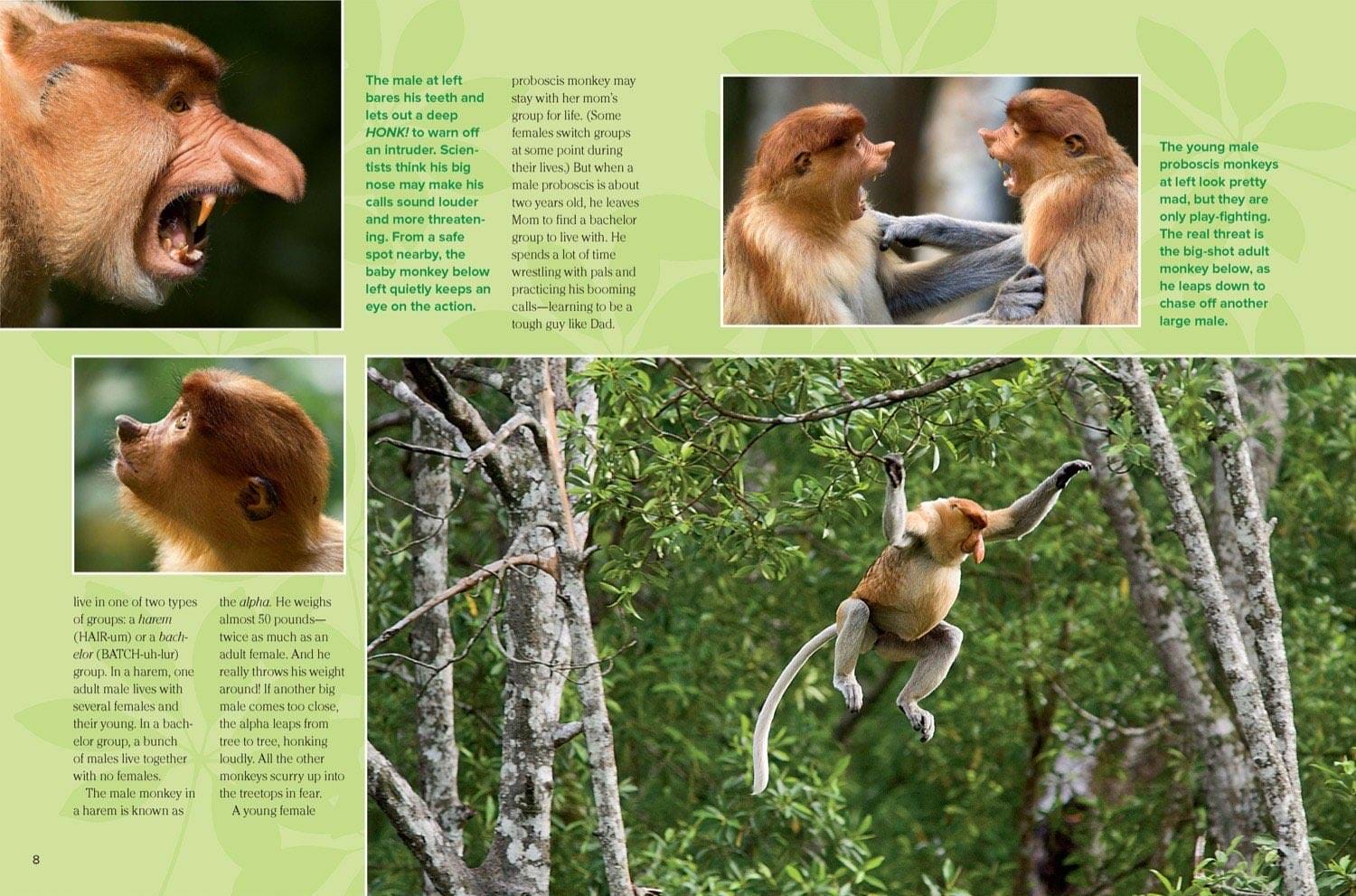 Magazine spread showing proboscis monkeys fighting, leaping, and keeping watch in the forest