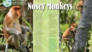Ranger Rick magazine spread about proboscis monkeys showing a mother and baby climbing trees