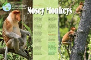 Ranger Rick magazine spread about proboscis monkeys showing a mother and baby climbing trees