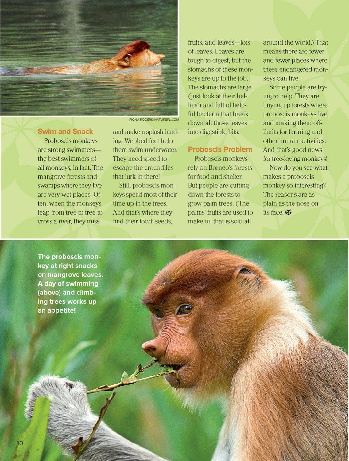 Proboscis monkey swimming through water and snacking on mangrove leaves