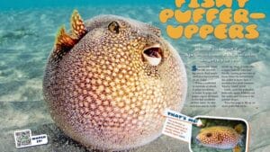 Magazine spread about pufferfish showing a giant inflated puffer on the sandy seafloor