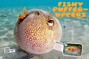 Magazine spread about pufferfish showing a giant inflated puffer on the sandy seafloor