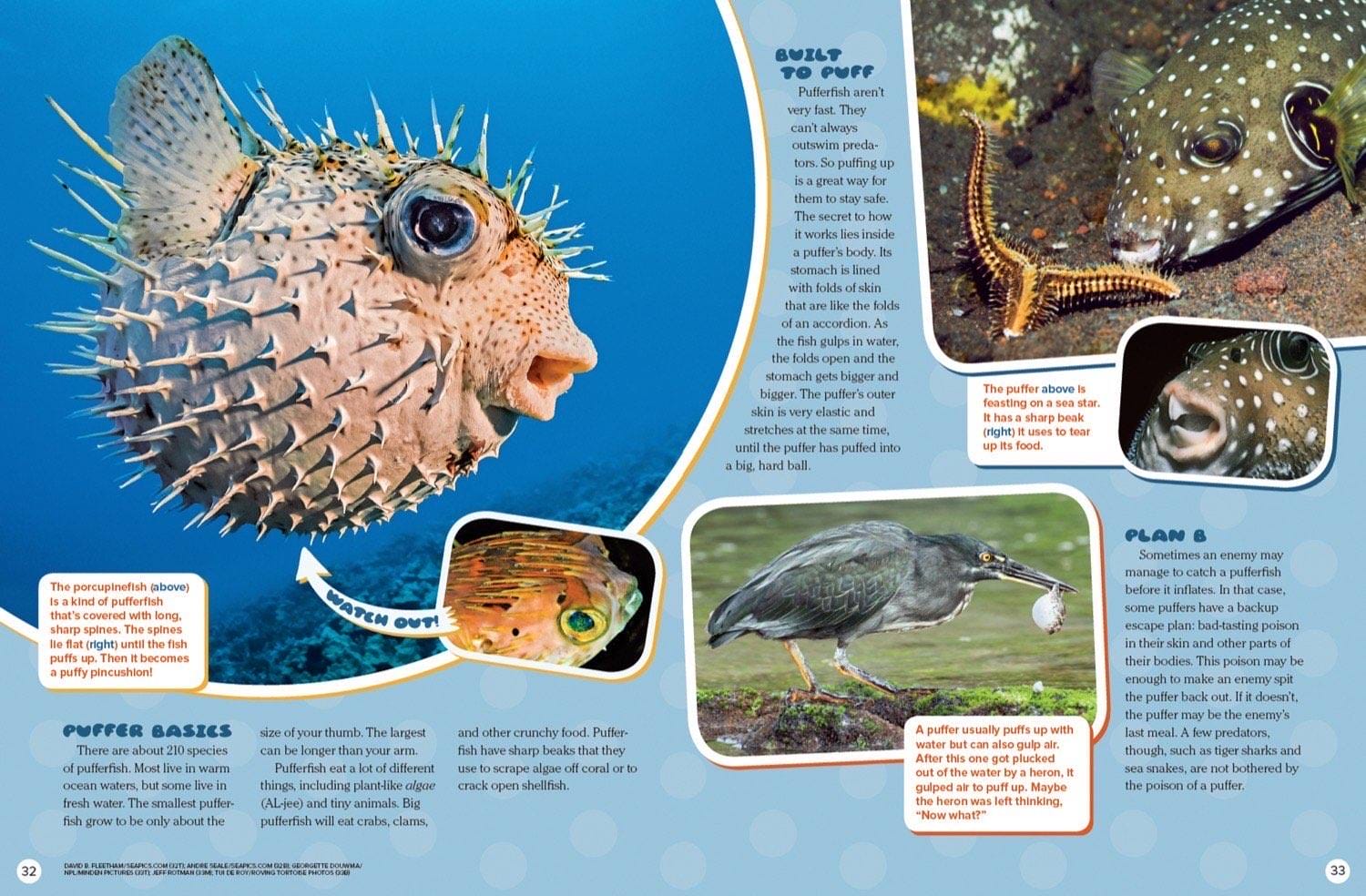 Pufferfish species including porcupinefish, poison warning, and a heron catching a puffer