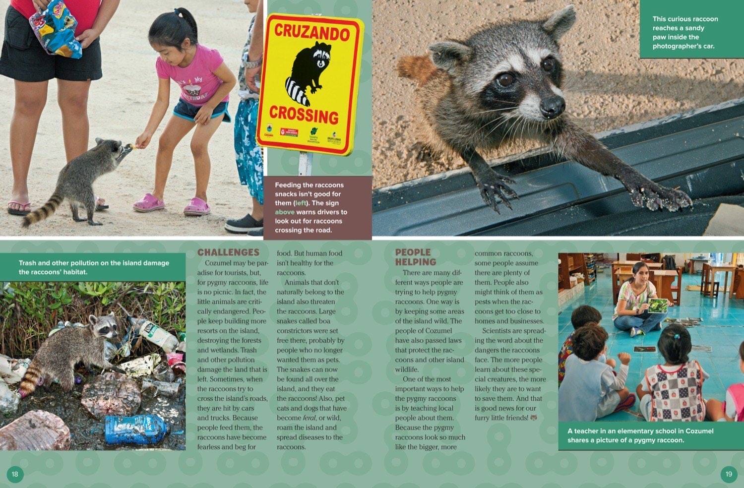 Magazine spread about pygmy raccoon conservation challenges including pollution and tourism