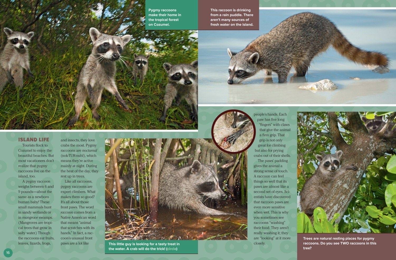 Magazine spread about pygmy raccoon island life on Cozumel with forest and beach photos