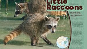 Ranger Rick magazine spread Little Raccoons with two pygmy raccoons walking in shallow water