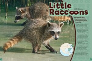Ranger Rick magazine spread Little Raccoons with two pygmy raccoons walking in shallow water