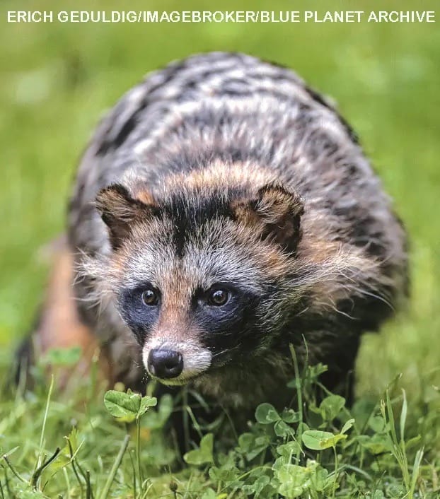 Fluffy raccoon dog with masked face walking through green clover and grass looking at camera