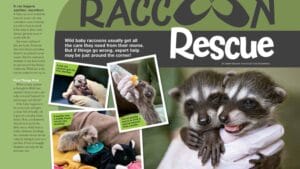 Magazine spread Raccoon Rescue with baby raccoon being bottle fed pacifier and tiny pink newborns