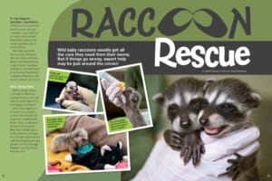 Magazine spread Raccoon Rescue with baby raccoon being bottle fed pacifier and tiny pink newborns