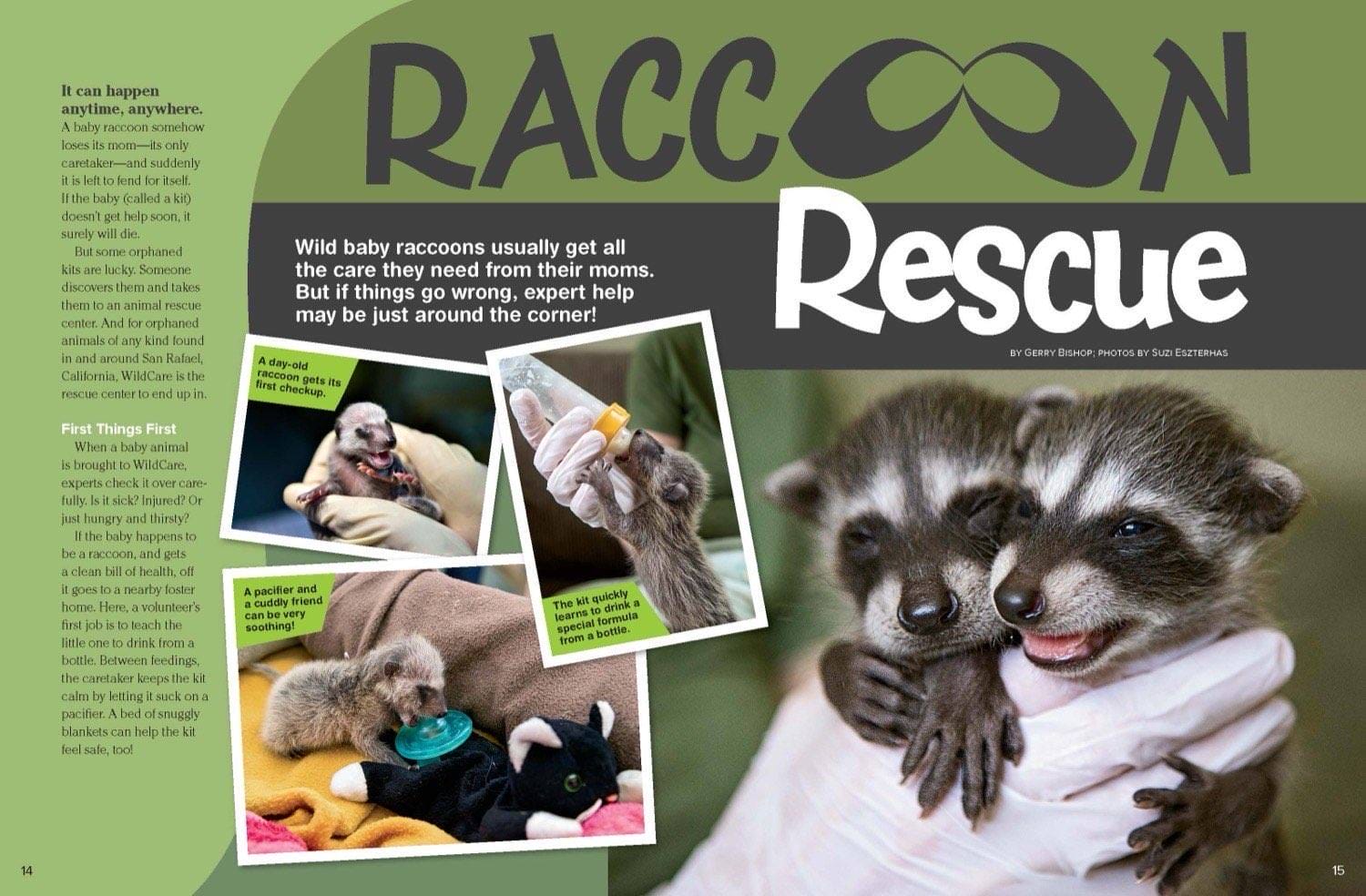 Magazine spread Raccoon Rescue with baby raccoon being bottle fed pacifier and tiny pink newborns