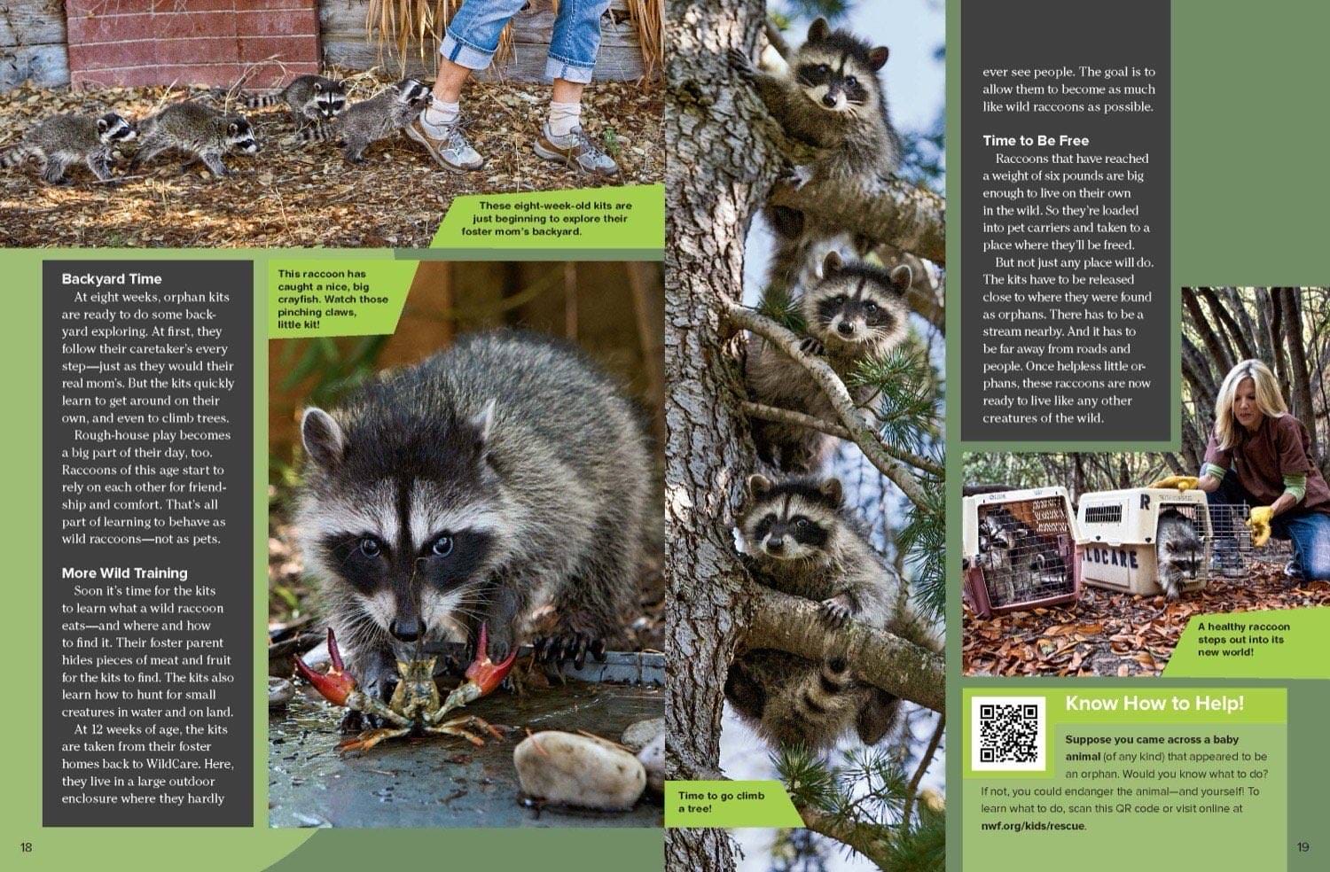 Magazine spread about raccoon kits exploring backyard catching crayfish climbing trees and release
