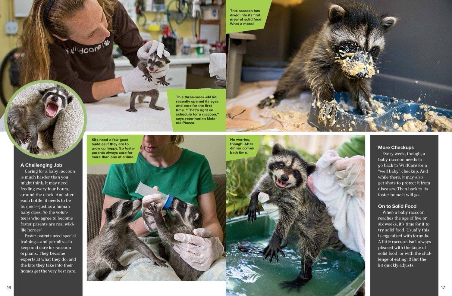 Magazine spread about raccoon foster care with volunteer bottle feeding bathing and eyes opening