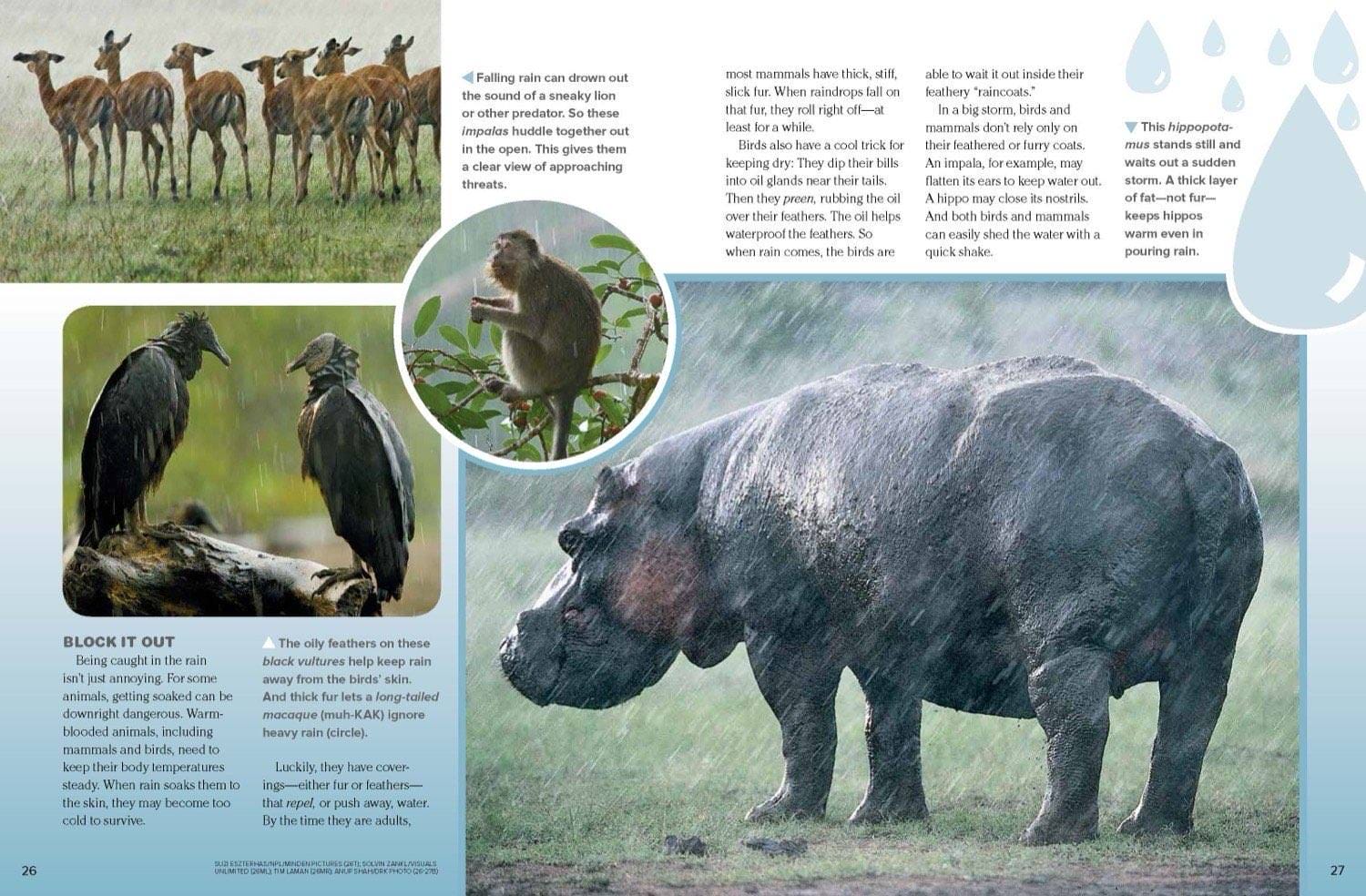 Magazine spread Block It Out with impala in rain vultures drying wings baboon and hippo in storm