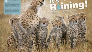 Magazine spread Its Raining What Do Animals Do Now with cheetah shaking rain off near cubs