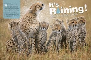 Magazine spread Its Raining What Do Animals Do Now with cheetah shaking rain off near cubs