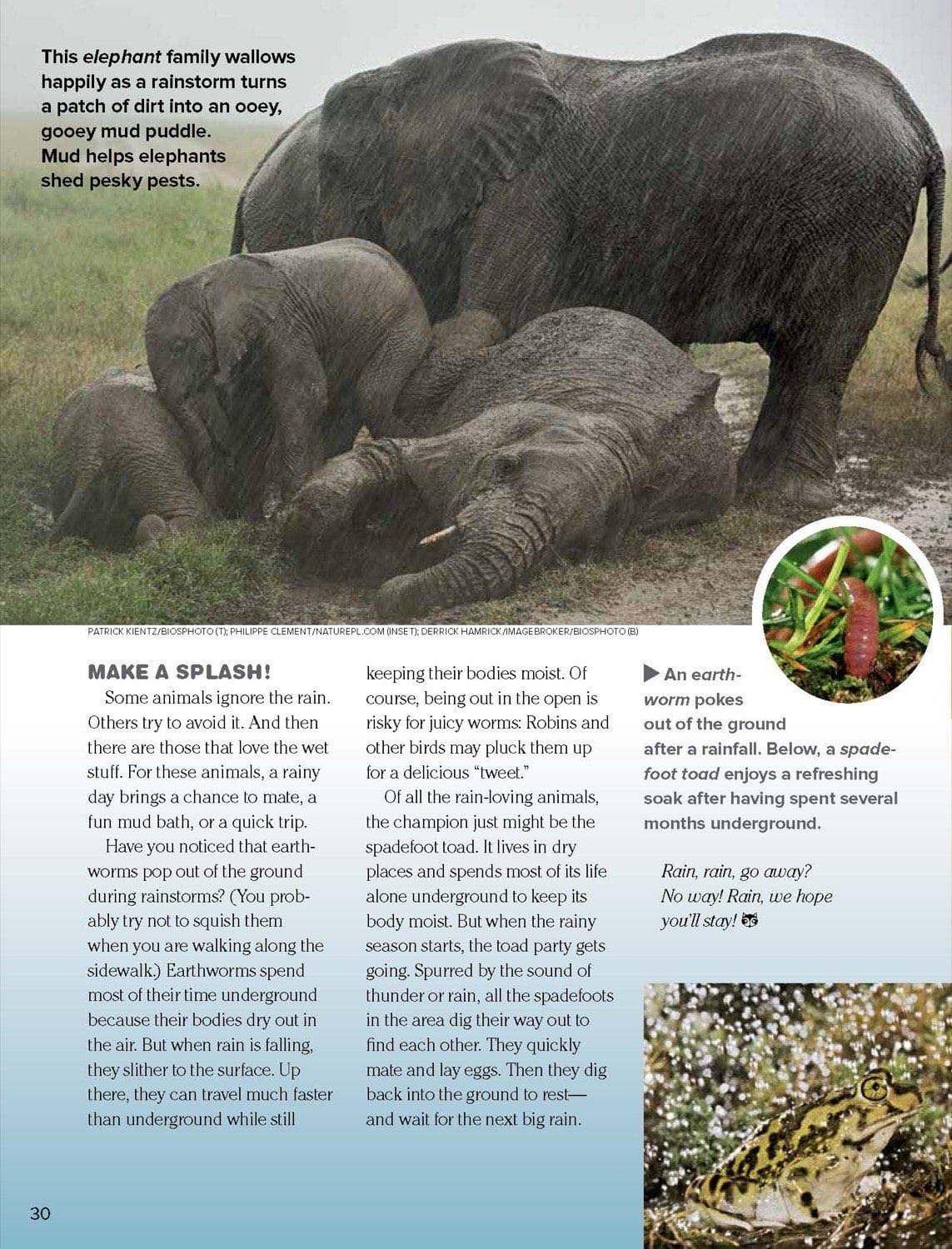 Magazine spread Make a Splash with elephants in mud rain worms spadefoot toad and earthworm