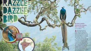 Magazine spread Razzle-Dazzle Bird about Indian peacock with perching photo and India range map