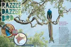Magazine spread Razzle-Dazzle Bird about Indian peacock with perching photo and India range map