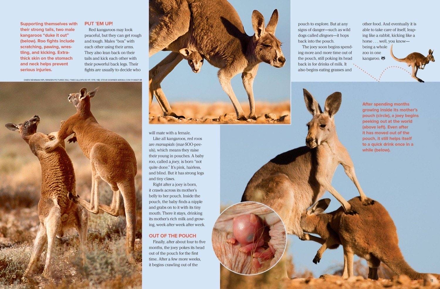 Magazine spread about red kangaroo males boxing joey in pouch and baby peeking from mothers pouch