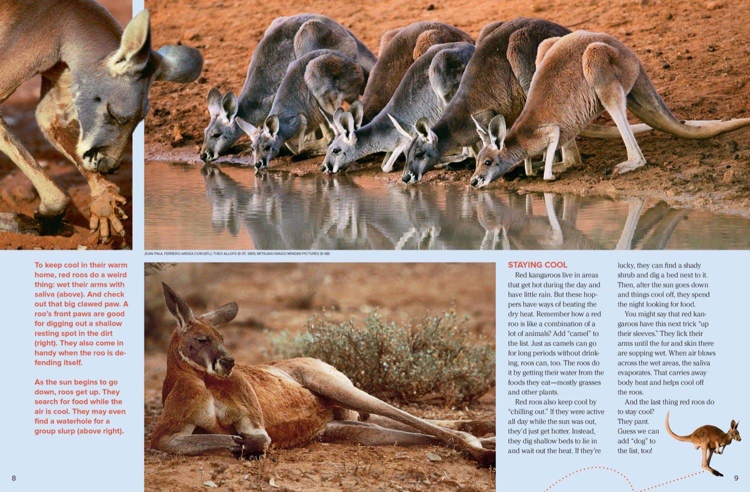 Magazine spread about red kangaroos staying cool drinking at waterhole licking arms and digging beds