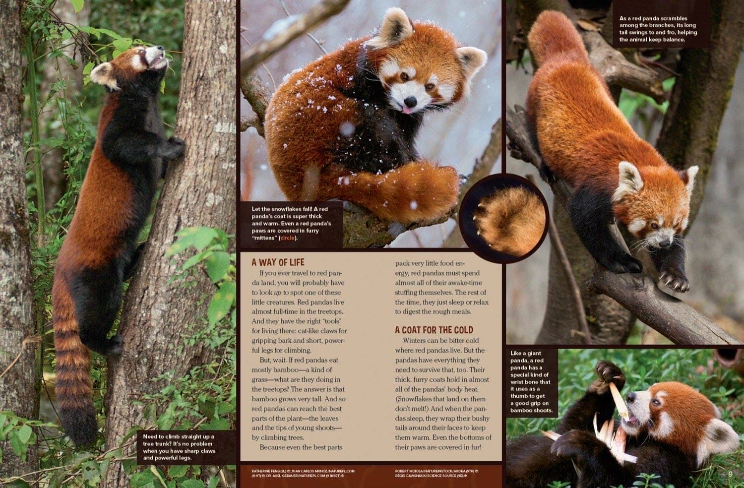 Magazine spread about red panda tree climbing bamboo diet thick fur coat and sleeping habits