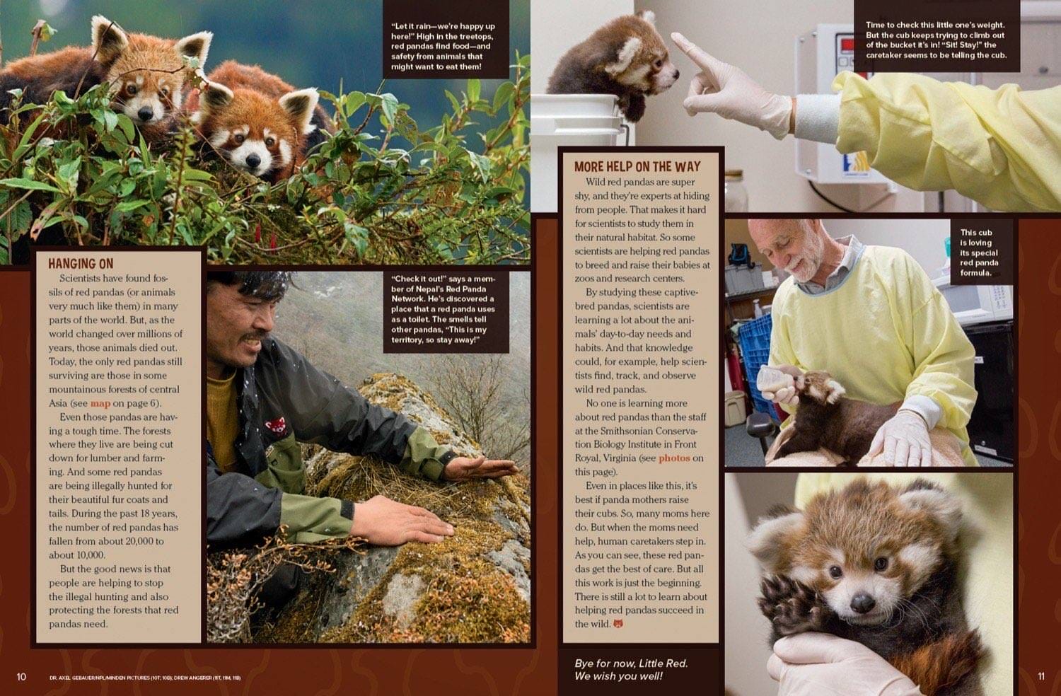 Magazine spread about red panda conservation captive breeding programs and adorable zoo baby