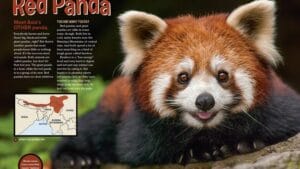 Ranger Rick magazine spread Red Panda with closeup face photo and Asia range map