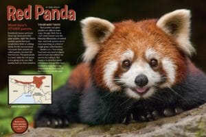 Ranger Rick magazine spread Red Panda with closeup face photo and Asia range map