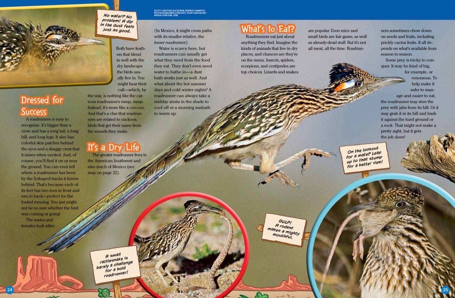 Magazine spread about roadrunner desert life diet eating lizard and battling rattlesnake