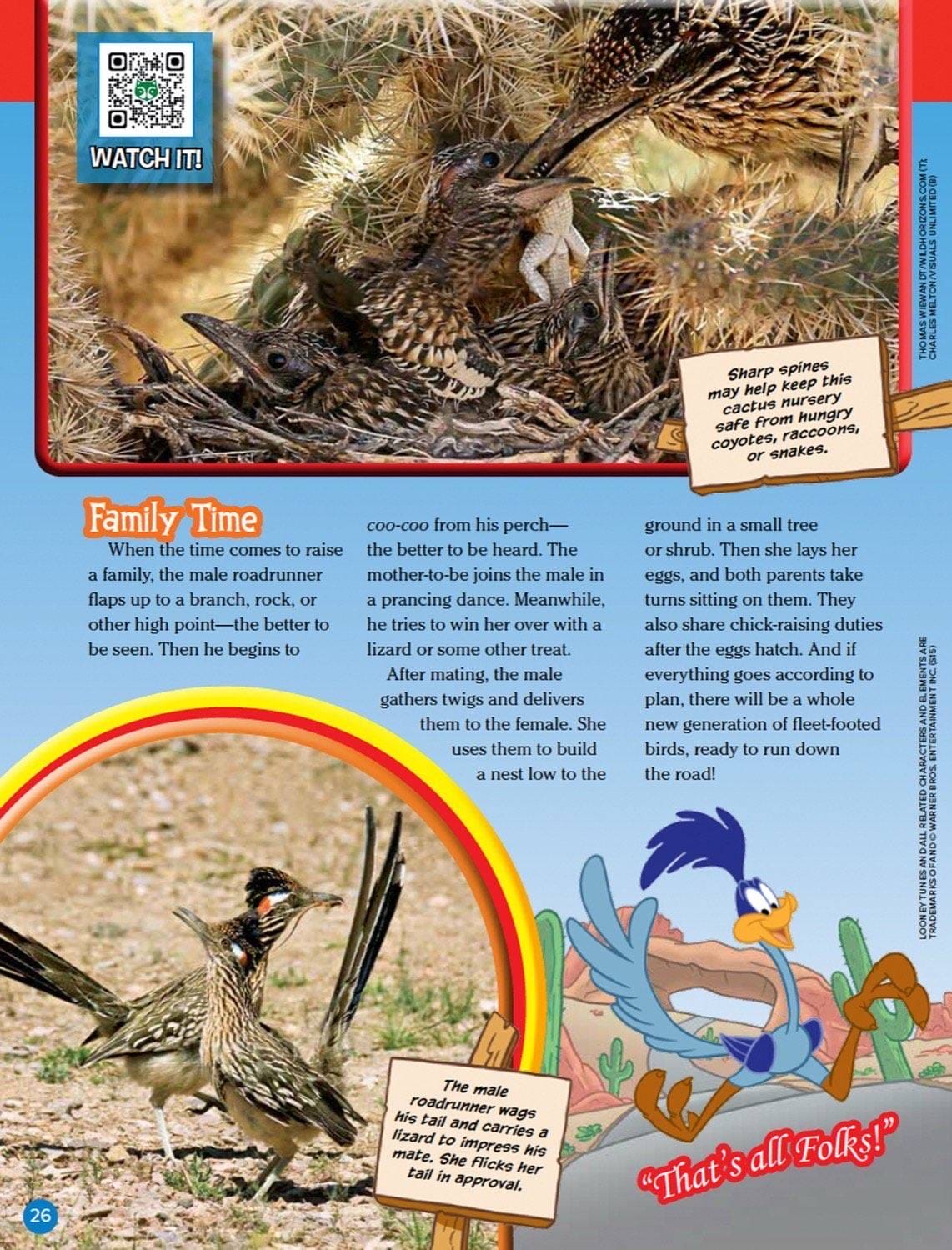 Magazine spread about roadrunner family showing nest in cactus feeding chicks and sharp spines